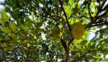 Bán ĐẤT BIỆT THỰ tặng vườn cây ăn trái sát Hương Lộ 39 xã Suối Tiên, dân cư xung quanh đông đúc, gần chợ, trường học, ủy ban xã.