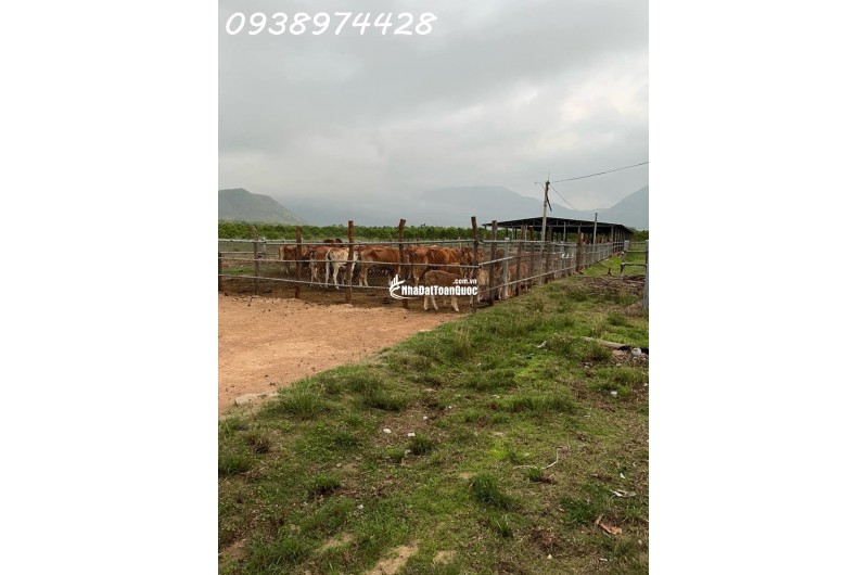 bán 14 ha. Đất tại xã Quãng Sơn - huyện Ninh Sơn. Ninh Thuận0938974428