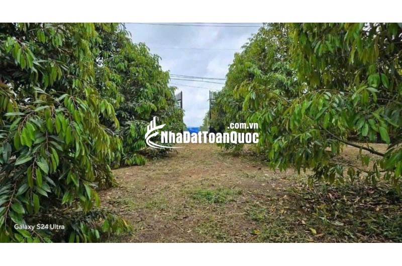 BÁN GẤP NHÀ CẤP 4 CÓ SẴN VƯỜN SẦU RIÊNG 300 CÂY ĐIỆN NƯỚC CÓ SẴN DỌN VÀO Ở NGAY