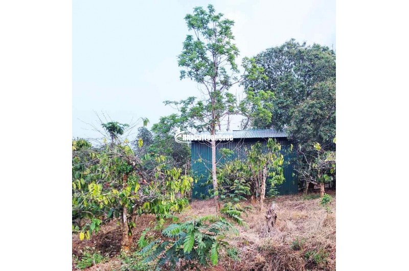 ĐẤT NÔNG NGHIỆP 1.7 HA, EA KAO - BUÔN MA THUỘT  - GIÁ HẤP DẪN 450 TRIỆU/SÀO