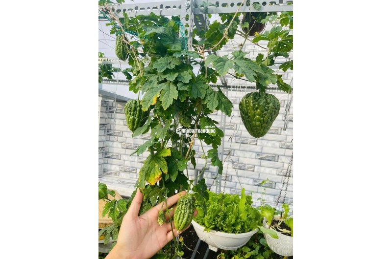 NHÀ MỚI 5 TẦNG Q10 – HXH – GIÁ CHỈ 5 TỶ 4 . LH:0988954579.