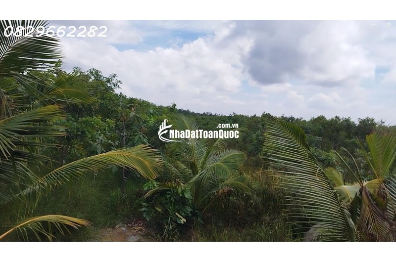 Bán Đất Vườn Cây Ăn Trái, Hòa Long, Đồng Tháp DT 44000m2, Giá 22 Tỷ, Sổ Hồng Chính Chủ.