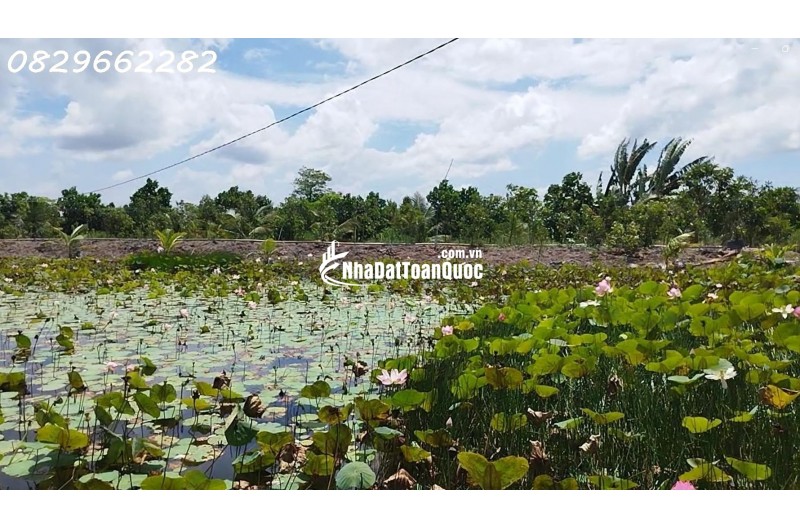 Bán Đất Vườn Cây Ăn Trái, Hòa Long, Đồng Tháp DT 44000m2, Giá 22 Tỷ, Sổ Hồng Chính Chủ.