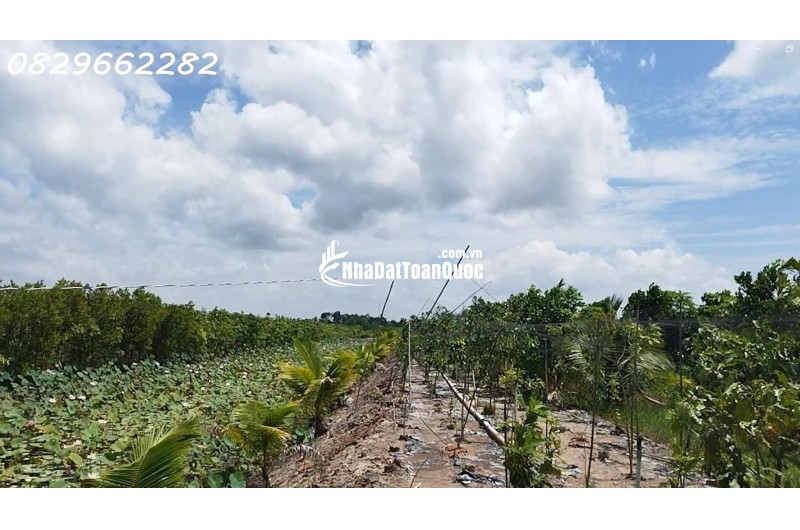 Bán Đất Vườn Cây Ăn Trái, Hòa Long, Đồng Tháp DT 44000m2, Giá 22 Tỷ, Sổ Hồng Chính Chủ.