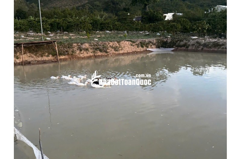 Bán 21000m2 ( 21 sào ) đất nhà , ao, vườn cà phê -Xã Liên Hiệp - Đức Trọng Lâm Đồng
