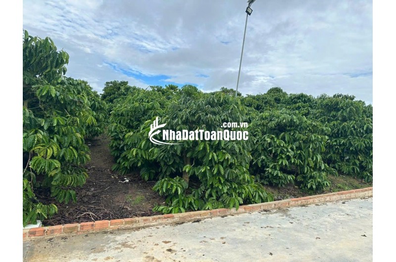 Bán 21000m2 ( 21 sào ) đất nhà , ao, vườn cà phê -Xã Liên Hiệp - Đức Trọng Lâm Đồng