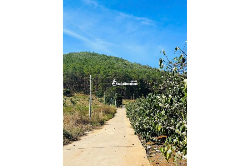 BÁN HOẶC CHO THUÊ BIỆT THỰ 420m2 - 3PN - SÁT DALAT, VIEW RỪNG THÔNG. LH:0909206662.