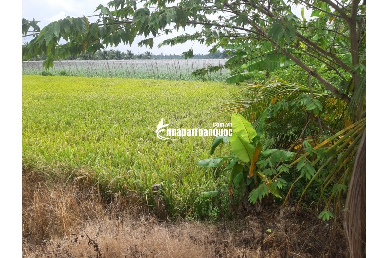 BÁN ĐẤT TẠI HUYỆN CHÂU THÀNH, TIỀN GIANG, 936,1 M2 SẴN SHR CHỈ 800 TRIỆU LH:0367463513.