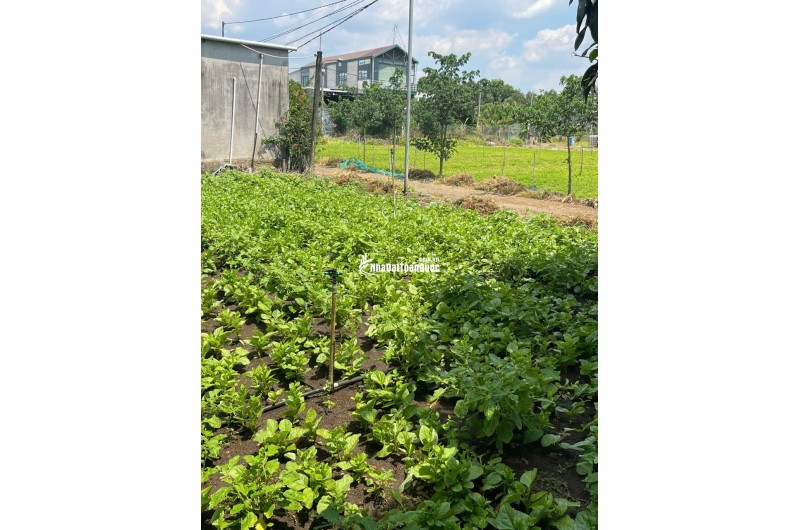 Bán đất vườn 1000m² tại Suối Nho, Định Quán – Pháp lý rõ ràng, giá 990 triệu