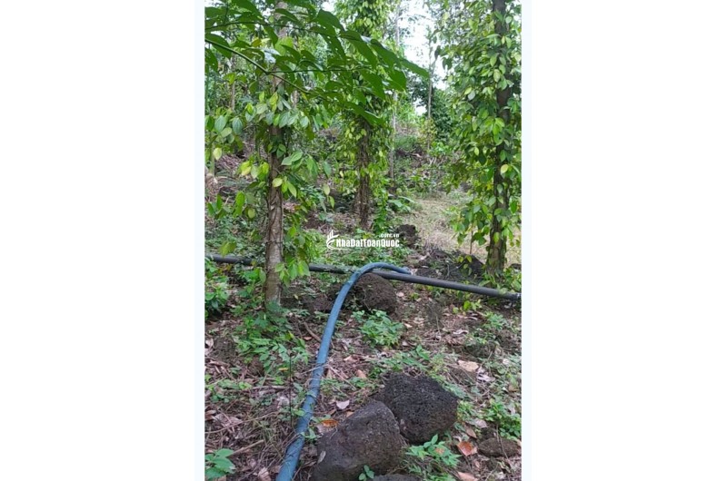 Cần Bán gấp đất 2000m2 Xã Thanh Sơn H.ĐQ, T.Đồng Nai 350 triệu