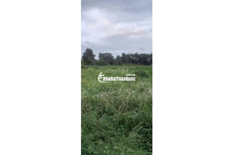 Bán lô đất trồng cây lâu năm (lên được thổ cư) Nhị Bình Hóc Môn