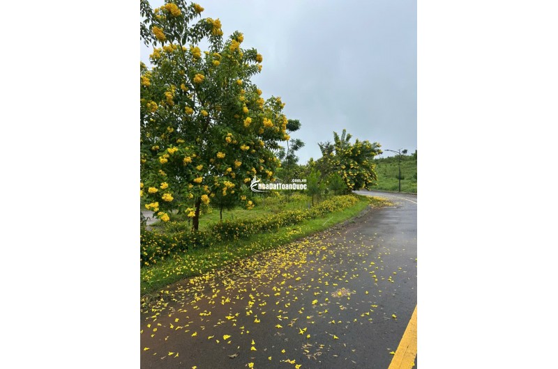  Siêu hot – Chỉ còn 1 lô duy nhất, mặt tiền đường Lý Thái Tổ (28m) nối dài   Đón đầu cao tốc Dầu Giây – Bảo Lộc – Liên Khương 