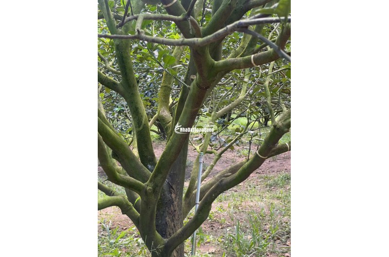  Chỉ 300 Triệu – Sở Hữu Đất Thổ Cư + Tặng Kèm Vườn Bưởi Đang Thu Hoạch