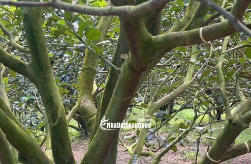  Chỉ 300 Triệu – Sở Hữu Đất Thổ Cư + Tặng Kèm Vườn Bưởi Đang Thu Hoạch