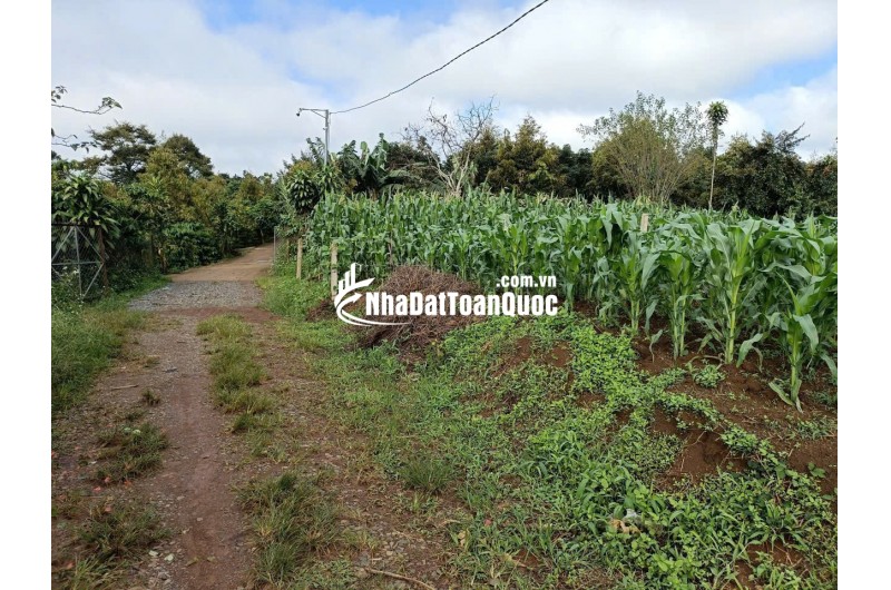 Bán 166,6m2 đất Tân Lạc Lâm Đồng, sẵn SHR, chỉ 450tr buông sổ. Lh:0983762203