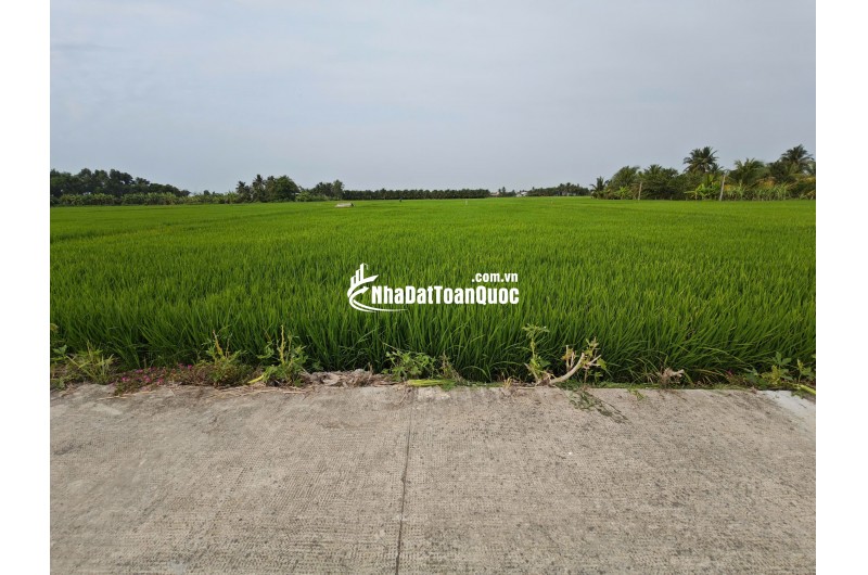 Bán gấp lô đất lúa gần trục động lực giá 1,2 tỷ