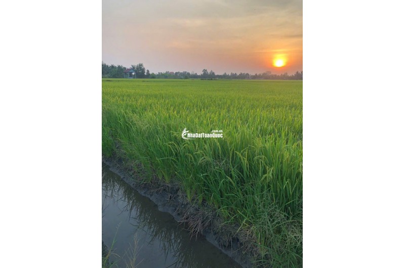 Bán đất nông nghiệp 5311m2 tại đường Bà Miêu, Tân Nhựt, Bình Chánh