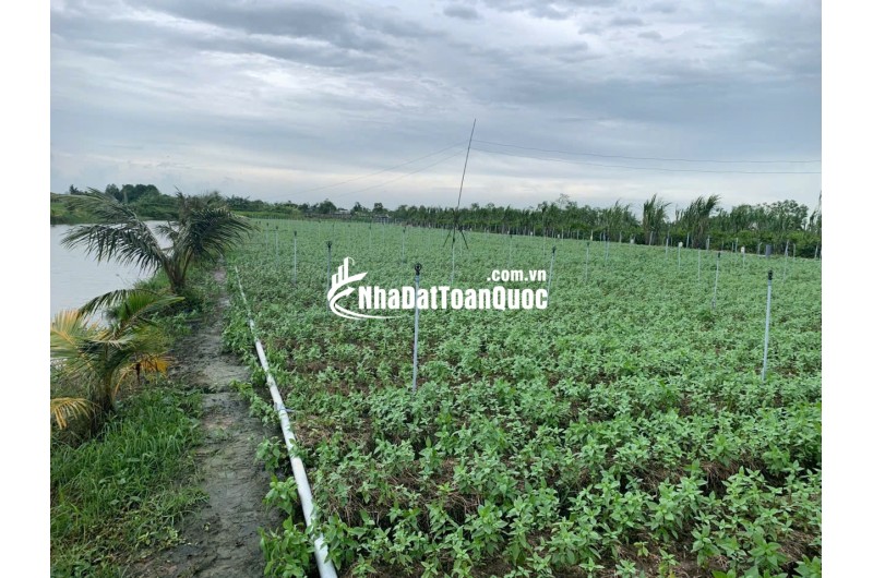 Cần vốn kinh doanh, bán 2 lô đất liền kề thu hồi vốn Bình Ân