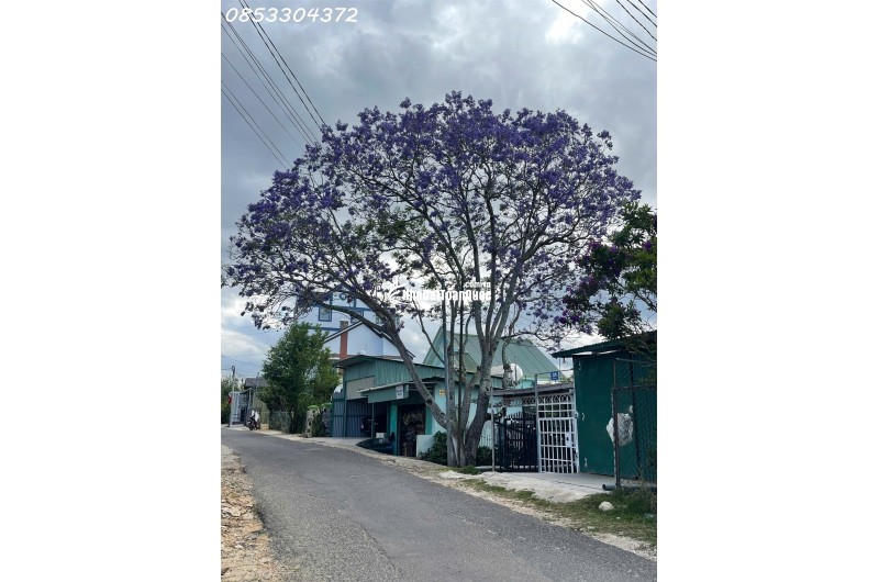 ĐẤT ĐẸP GIÁ TỐT – VUÔNG VỨC GẦN KHU THỂ THAO ĐÀ LẠT
Vị trí: Đường Cao Bá Quát – P6 cũ – Đà Lạt