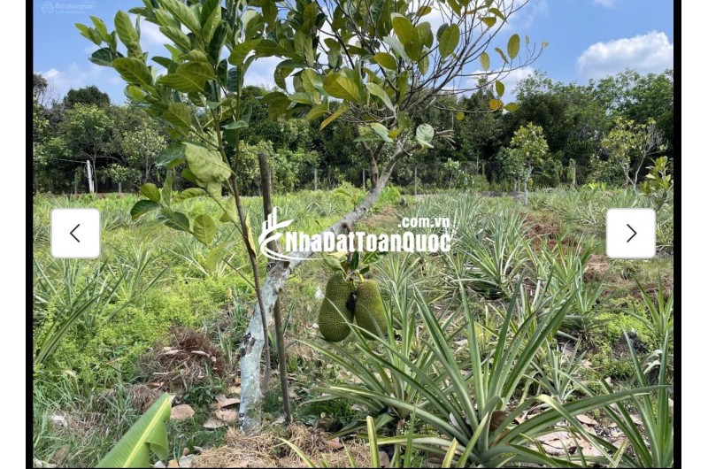 Cho thuê đất MT đường 7m rộng 1 mẫu tại ĐS 812, Xã Phú Mỹ Hưng, Củ Chi