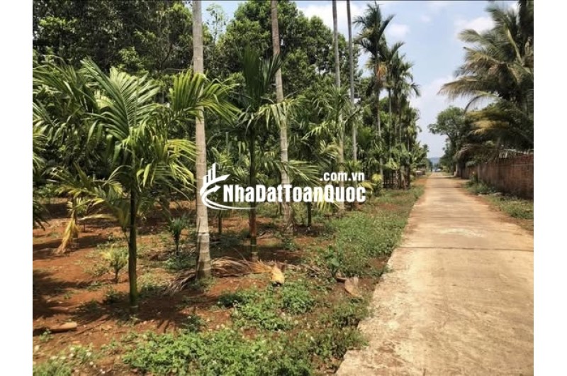 Hơn 1.000m đất có thổ cư tại Ea Kao, Buôn Ma Thuột, Đăk Lăk