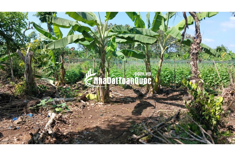 Chỉ cần 315 triêu để sở hữu 2000m2 đất Xã Thanh Sơn H.ĐQ, T.Đồng Nai
