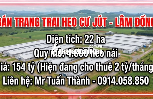 Bán Trang trại heo 22 Ha 4.800 heo nái -Cư Jut,  Đăk Nông. Đang cho thuê 2 tỷ/tháng
