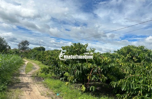 Đất nền full thổ cư - Diện tích lớn giá sụp hầm