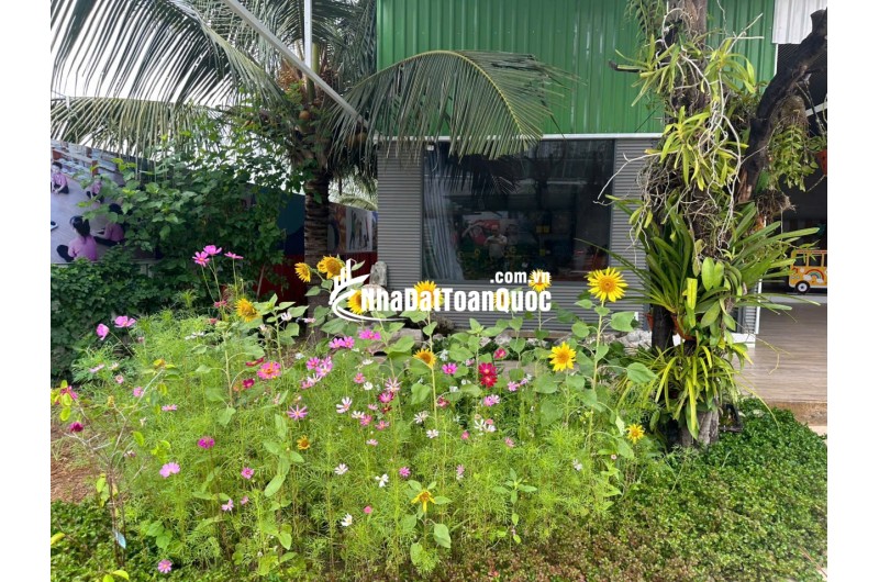 BÁN TRƯỜNG MẦN NON THÔN GÒ SẠN, XÃ BẮC PHONG, HUYỆN THUẬN BẮC. LH:0906000199.